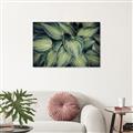 Picture of Chinese Evergreen  _GroupedProduct_Rectangle_Landscape_Photography _GroupedProduct_Rectangle_Landscape_Canvas_