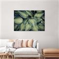 Picture of Chinese Evergreen  _GroupedProduct_Rectangle_Landscape_Photography _GroupedProduct_Rectangle_Landscape_Canvas_