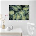 Picture of Chinese Evergreen  _GroupedProduct_Rectangle_Landscape_Photography _GroupedProduct_Rectangle_Landscape_Canvas_