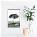 Picture of The Only Tree _GroupedProduct_Rectangle_Portrait_Photography _GroupedProduct_Rectangle_Portrait_Canvas_Framed_