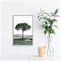 Picture of The Only Tree _GroupedProduct_Rectangle_Portrait_Photography _GroupedProduct_Rectangle_Portrait_Canvas_Framed_