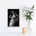 Picture of Yawning lion _GroupedProduct_Rectangle_Portrait_Photography _GroupedProduct_Rectangle_Portrait_Canvas_Framed_