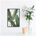 Picture of Banana Plant _GroupedProduct_Rectangle_Portrait_Photography _GroupedProduct_Rectangle_Portrait_Canvas_Framed_
