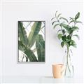 Picture of Banana Plant _GroupedProduct_Rectangle_Portrait_Photography _GroupedProduct_Rectangle_Portrait_Canvas_Framed_