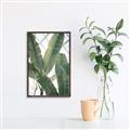 Picture of Banana Plant _GroupedProduct_Rectangle_Portrait_Photography _GroupedProduct_Rectangle_Portrait_Canvas_Framed_