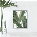 Picture of Banana Plant _GroupedProduct_Rectangle_Portrait_Photography _GroupedProduct_Rectangle_Portrait_Canvas_Framed_
