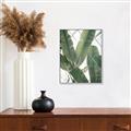 Picture of Banana Plant _GroupedProduct_Rectangle_Portrait_Photography _GroupedProduct_Rectangle_Portrait_Canvas_Framed_