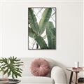Picture of Banana Plant _GroupedProduct_Rectangle_Portrait_Photography _GroupedProduct_Rectangle_Portrait_Canvas_Framed_