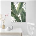 Picture of Banana Plant _GroupedProduct_Rectangle_Portrait_Photography _GroupedProduct_Rectangle_Portrait_Canvas_Framed_