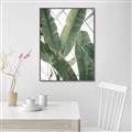 Picture of Banana Plant _GroupedProduct_Rectangle_Portrait_Photography _GroupedProduct_Rectangle_Portrait_Canvas_Framed_