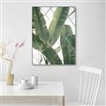 Picture of Banana Plant _GroupedProduct_Rectangle_Portrait_Photography _GroupedProduct_Rectangle_Portrait_Canvas_Framed_