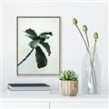 Picture of Green Sprout white _GroupedProduct_Rectangle_Portrait_Photography _GroupedProduct_Rectangle_Portrait_Canvas_Framed_