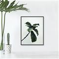 Picture of Green Sprout white _GroupedProduct_Rectangle_Portrait_Photography _GroupedProduct_Rectangle_Portrait_Canvas_Framed_