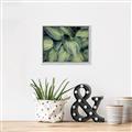 Picture of Chinese Evergreen  _GroupedProduct_Rectangle_Landscape_Photography _GroupedProduct_Rectangle_Landscape_Canvas_Framed_