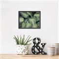 Picture of Chinese Evergreen  _GroupedProduct_Rectangle_Landscape_Photography _GroupedProduct_Rectangle_Landscape_Canvas_Framed_