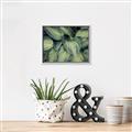 Picture of Chinese Evergreen  _GroupedProduct_Rectangle_Landscape_Photography _GroupedProduct_Rectangle_Landscape_Canvas_Framed_