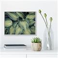 Picture of Chinese Evergreen  _GroupedProduct_Rectangle_Landscape_Photography _GroupedProduct_Rectangle_Landscape_Canvas_Framed_