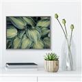 Picture of Chinese Evergreen  _GroupedProduct_Rectangle_Landscape_Photography _GroupedProduct_Rectangle_Landscape_Canvas_Framed_