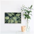 Picture of Chinese Evergreen  _GroupedProduct_Rectangle_Landscape_Photography _GroupedProduct_Rectangle_Landscape_Canvas_Framed_