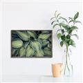 Picture of Chinese Evergreen  _GroupedProduct_Rectangle_Landscape_Photography _GroupedProduct_Rectangle_Landscape_Canvas_Framed_