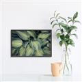 Picture of Chinese Evergreen  _GroupedProduct_Rectangle_Landscape_Photography _GroupedProduct_Rectangle_Landscape_Canvas_Framed_