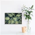 Picture of Chinese Evergreen  _GroupedProduct_Rectangle_Landscape_Photography _GroupedProduct_Rectangle_Landscape_Canvas_Framed_