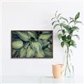 Picture of Chinese Evergreen  _GroupedProduct_Rectangle_Landscape_Photography _GroupedProduct_Rectangle_Landscape_Canvas_Framed_
