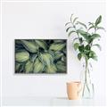 Picture of Chinese Evergreen  _GroupedProduct_Rectangle_Landscape_Photography _GroupedProduct_Rectangle_Landscape_Canvas_Framed_