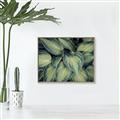 Picture of Chinese Evergreen  _GroupedProduct_Rectangle_Landscape_Photography _GroupedProduct_Rectangle_Landscape_Canvas_Framed_