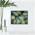 Picture of Chinese Evergreen  _GroupedProduct_Rectangle_Landscape_Photography _GroupedProduct_Rectangle_Landscape_Canvas_Framed_