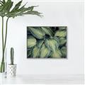 Picture of Chinese Evergreen  _GroupedProduct_Rectangle_Landscape_Photography _GroupedProduct_Rectangle_Landscape_Canvas_Framed_