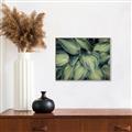 Picture of Chinese Evergreen  _GroupedProduct_Rectangle_Landscape_Photography _GroupedProduct_Rectangle_Landscape_Canvas_Framed_