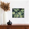 Picture of Chinese Evergreen  _GroupedProduct_Rectangle_Landscape_Photography _GroupedProduct_Rectangle_Landscape_Canvas_Framed_