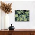 Picture of Chinese Evergreen  _GroupedProduct_Rectangle_Landscape_Photography _GroupedProduct_Rectangle_Landscape_Canvas_Framed_