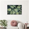 Picture of Chinese Evergreen  _GroupedProduct_Rectangle_Landscape_Photography _GroupedProduct_Rectangle_Landscape_Canvas_Framed_