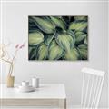 Picture of Chinese Evergreen  _GroupedProduct_Rectangle_Landscape_Photography _GroupedProduct_Rectangle_Landscape_Canvas_Framed_