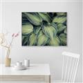 Picture of Chinese Evergreen  _GroupedProduct_Rectangle_Landscape_Photography _GroupedProduct_Rectangle_Landscape_Canvas_Framed_