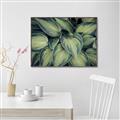 Picture of Chinese Evergreen  _GroupedProduct_Rectangle_Landscape_Photography _GroupedProduct_Rectangle_Landscape_Canvas_Framed_