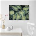 Picture of Chinese Evergreen  _GroupedProduct_Rectangle_Landscape_Photography _GroupedProduct_Rectangle_Landscape_Canvas_Framed_