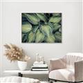 Picture of Chinese Evergreen  _GroupedProduct_Rectangle_Landscape_Photography _GroupedProduct_Rectangle_Landscape_Canvas_Framed_