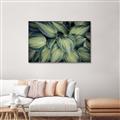 Picture of Chinese Evergreen  _GroupedProduct_Rectangle_Landscape_Photography _GroupedProduct_Rectangle_Landscape_Canvas_Framed_