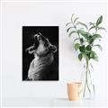 Picture of Yawning lion _GroupedProduct_Rectangle_Portrait_Photography _GroupedProduct_Rectangle_Portrait_Unframed_Print_Only_