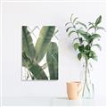 Picture of Banana Plant _GroupedProduct_Rectangle_Portrait_Photography _GroupedProduct_Rectangle_Portrait_Unframed_Print_Only_