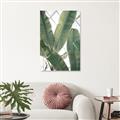Picture of Banana Plant _GroupedProduct_Rectangle_Portrait_Photography _GroupedProduct_Rectangle_Portrait_Unframed_Print_Only_