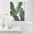 Picture of Banana Plant _GroupedProduct_Rectangle_Portrait_Photography _GroupedProduct_Rectangle_Portrait_Unframed_Print_Only_