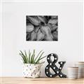 Picture of Chinese Evergreen  _GroupedProduct_Rectangle_Landscape_Photography _GroupedProduct_Rectangle_Landscape_Unframed_Print_Only_