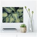 Picture of Chinese Evergreen  _GroupedProduct_Rectangle_Landscape_Photography _GroupedProduct_Rectangle_Landscape_Unframed_Print_Only_