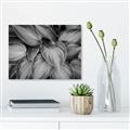 Picture of Chinese Evergreen  _GroupedProduct_Rectangle_Landscape_Photography _GroupedProduct_Rectangle_Landscape_Unframed_Print_Only_