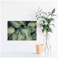 Picture of Chinese Evergreen  _GroupedProduct_Rectangle_Landscape_Photography _GroupedProduct_Rectangle_Landscape_Unframed_Print_Only_