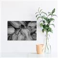 Picture of Chinese Evergreen  _GroupedProduct_Rectangle_Landscape_Photography _GroupedProduct_Rectangle_Landscape_Unframed_Print_Only_